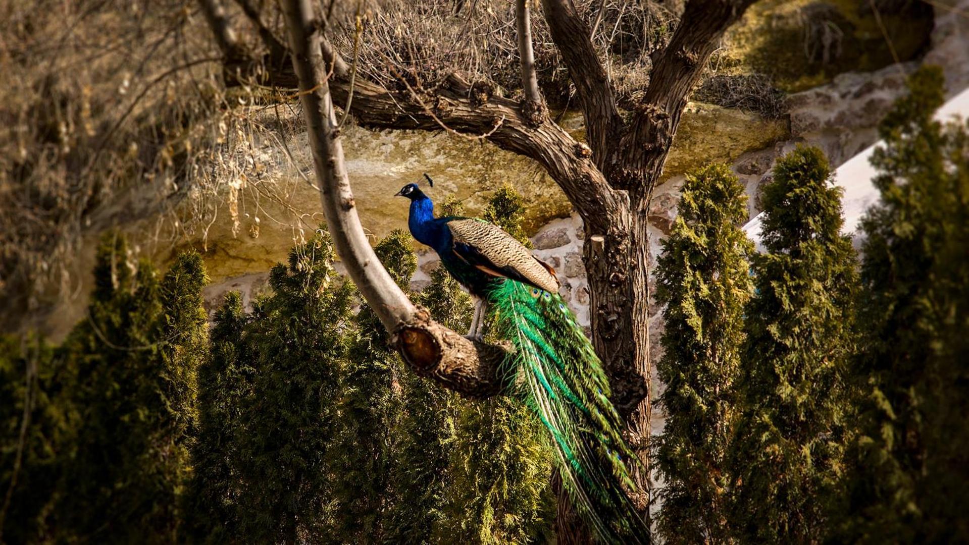 Ajwa Cappadocia - Preferred Hotels Legend Collection Mustafapaşa Екстериор снимка